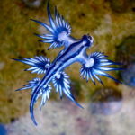 Blue_dragon-glaucus_atlanticus