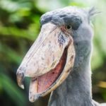 african-shoebill-564