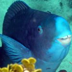 blue-parrotfish-43