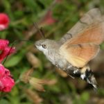 humming-bird_hawk-moth_195