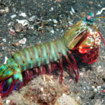 mantis-shrimp4