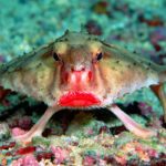 red-lipped-batfish.0.0