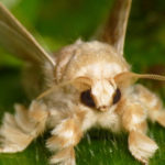 venezuelan-poodle-moth5