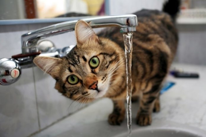 View of Why Are Cats Afraid of Water? - How About That?