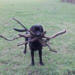 Branch Manager