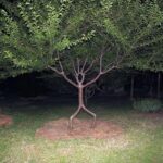 Cursed Trees