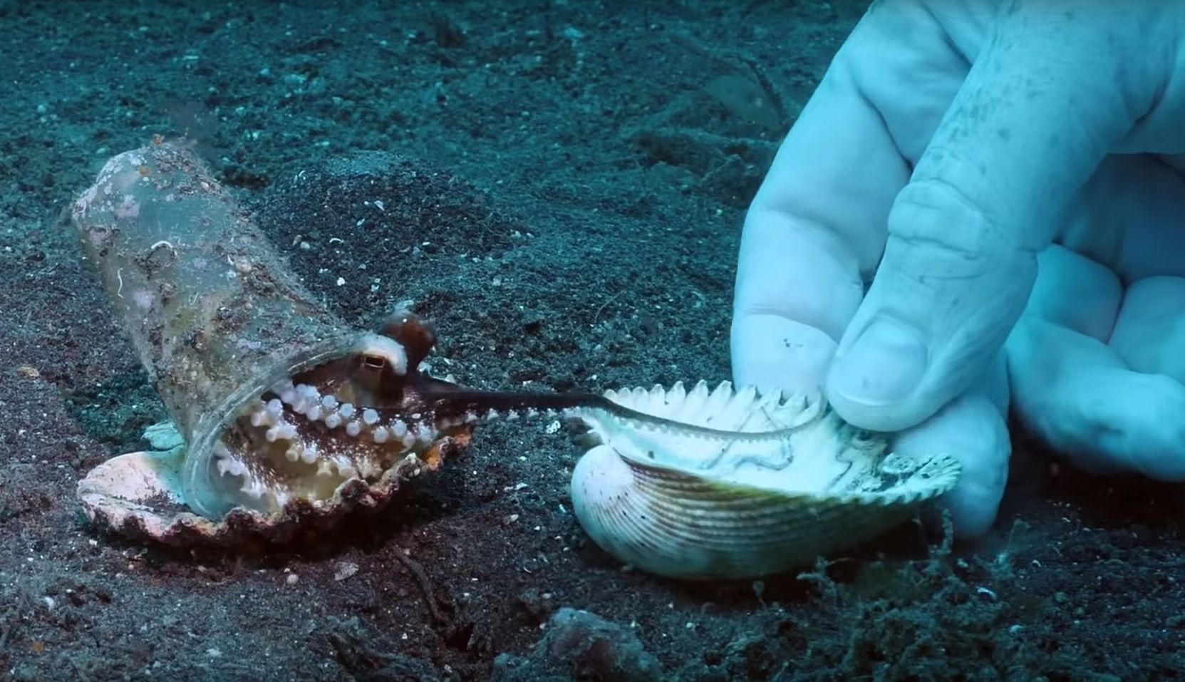 divers-convince-octopus-to-change-his-plastic-cup-with-a-shell-how