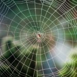 spider-web