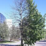 Two-Face Tree
