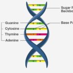 DNA-Structure