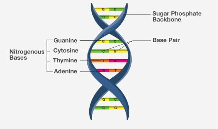 There Are More Than 1 Million DNA Alternatives - How About That?