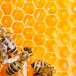 bees-honey