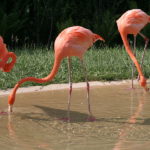 flamingos-drinking-water