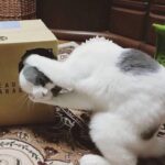 foxbqszqpzp21